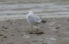 Ring-billed Gull at Westcliff Seafront (Steve Arlow) (42296 bytes)